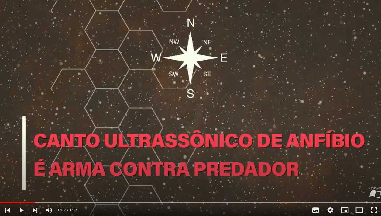 Canto ultrassônico de anfíbio é arma contra predador