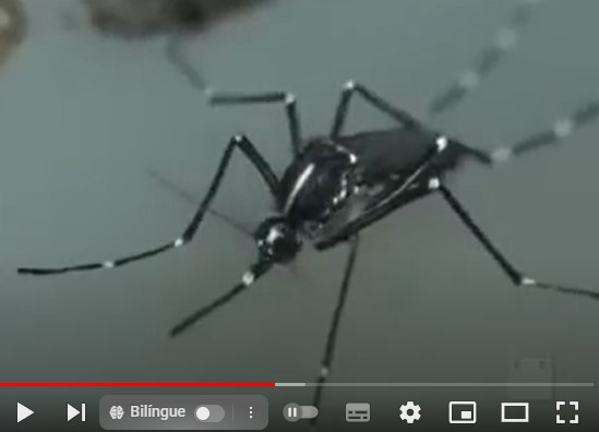 Aedes aegypti e Aedes albopictus - uma ameaça aos trópicos